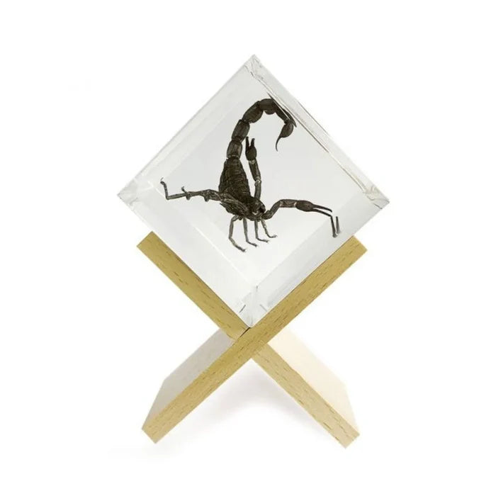 Scorpion Paperweight